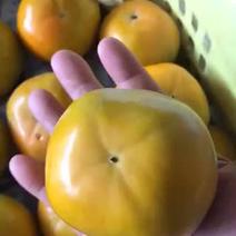 信宜长寿之乡甜脆柿