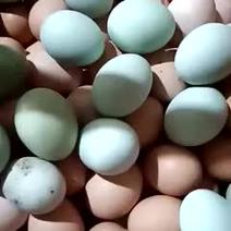 农村正宗散养土鸡蛋！