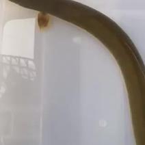 鳗鱼淡水河鳗青鳗白鳝江鳗湖鳗乌鳗鱼