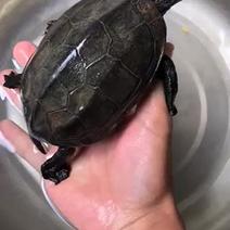 墨龟公龟精品乌龟
