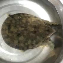 精品甲鱼0.7-4.6斤甲鱼湖北深山甲鱼有好货