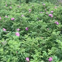 食用紫枝小叶玫瑰花苗可以开始预定了长年供应量大