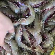 越南斑折虾鬼虾斑折王斑节虾