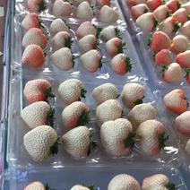 小白草莓苗10cm以下
