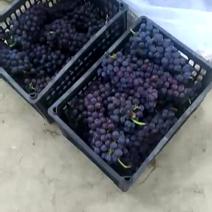 夏黑葡萄1.5~2斤10%以下