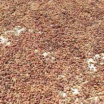 毛桃树种子95%以上，颗粒饱满，。