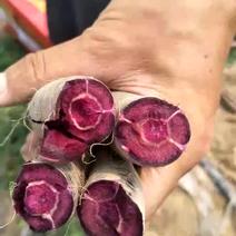 紫胡萝卜其他2两以上15厘米以上带土