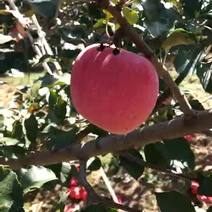 红富士苹果70mm以上光果