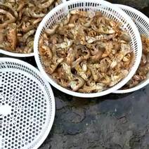皮皮虾活虾