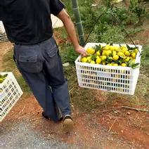 叶桔湖北宜昌蜜橘之乡欢迎需要的客户基地看货采摘