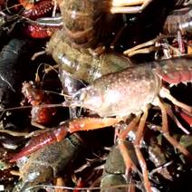 澳洲淡水小龙虾小龙虾主养4-6钱（20-30克）食用