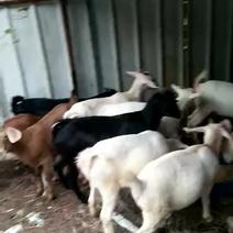 杂交羊种羊30~50斤