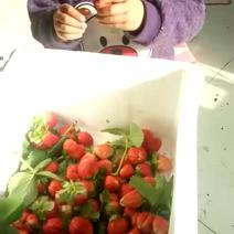 丰香草莓30~40克