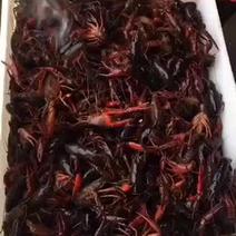 克氏原螯虾食用4-6钱（20-30克）活虾小龙虾主养