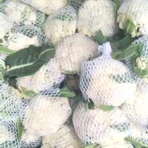 白面青梗松花菜2~3斤散花乳白