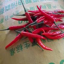 小米椒5~10厘米红特辣