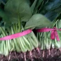 大叶菠菜25~30厘米