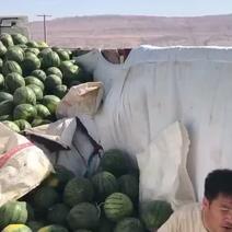 新疆西瓜，吐鲁番后昌吉地头采摘装车，全国