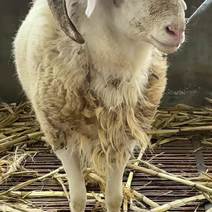 黑山羊小羊价格黑山羊生小羊多少钱