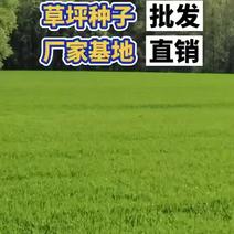 护坡四季青草种高羊茅草坪种子发芽率98%耐寒