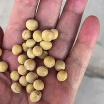 【高蛋白】大粒黄豆可视频看货保质保量杂质少