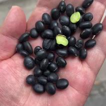 【大黑豆】大粒黑豆可视频看货保质保量杂质少