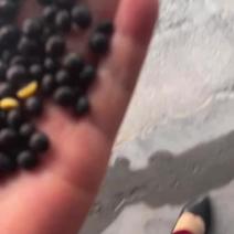 黑豆可视频看货保质保量杂质少