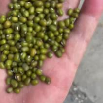 【绿豆】澳洲大粒视频看货保质保量无杂质欢迎咨询