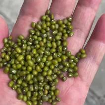 【绿豆】中粒油绿豆视频看货保质保量无杂质欢迎咨询