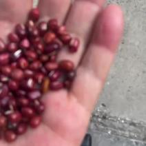 【食品】红小豆视频保质保量无杂质欢迎咨询