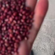 【食品】小粒红豆视频保质保量无杂质欢迎咨询