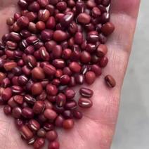 【红豆】红小豆视频看货保质保量无杂质欢迎咨询
