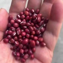 【红豆】红小豆视频看货保质保量无杂质欢迎咨询