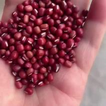 【珍珠】珍珠粒红豆视频看货保质保量无杂质欢迎咨询