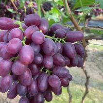 《实力》山东巨圣葡萄冷棚巨盛葡萄，产地直供，大量上市。