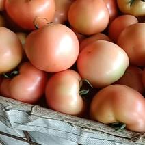 西红柿大量上市产地直发