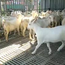 白山羊40~60斤/头