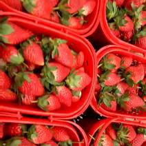 章姬草莓20~30克