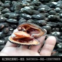 蛤蜊花蛤蛤蜊毛螺红螺