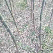 青竹复叶槭树苗100~150cm三公分苗，长的快，价格