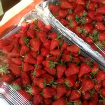 法兰蒂草莓20~30克