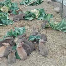 杂交野兔3~5斤商品兔