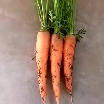 胡萝卜带土3两以上15厘米以上红