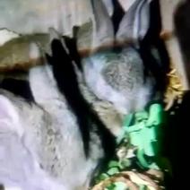 肉兔1~3斤种兔