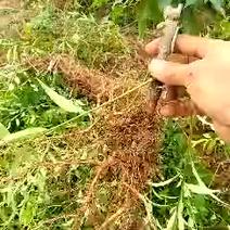 酸梅树苗1年，优质苗木，高产，稳产