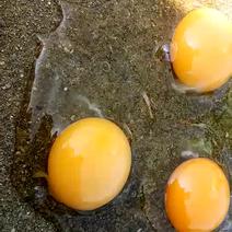 土鸡蛋原生态放养土鸡蛋。