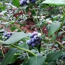 北陆蓝莓鲜果10~12mm以上