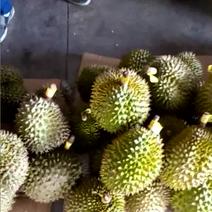 泰国，越南进口菠萝密。现在5.5元一斤，有需要的可以