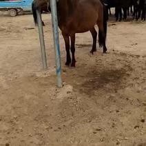 甘肃礼县，常年大量供应牛骡马驴，量大质优，价格