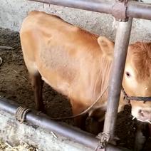 夏洛来，，西门塔儿牛犊200-400斤